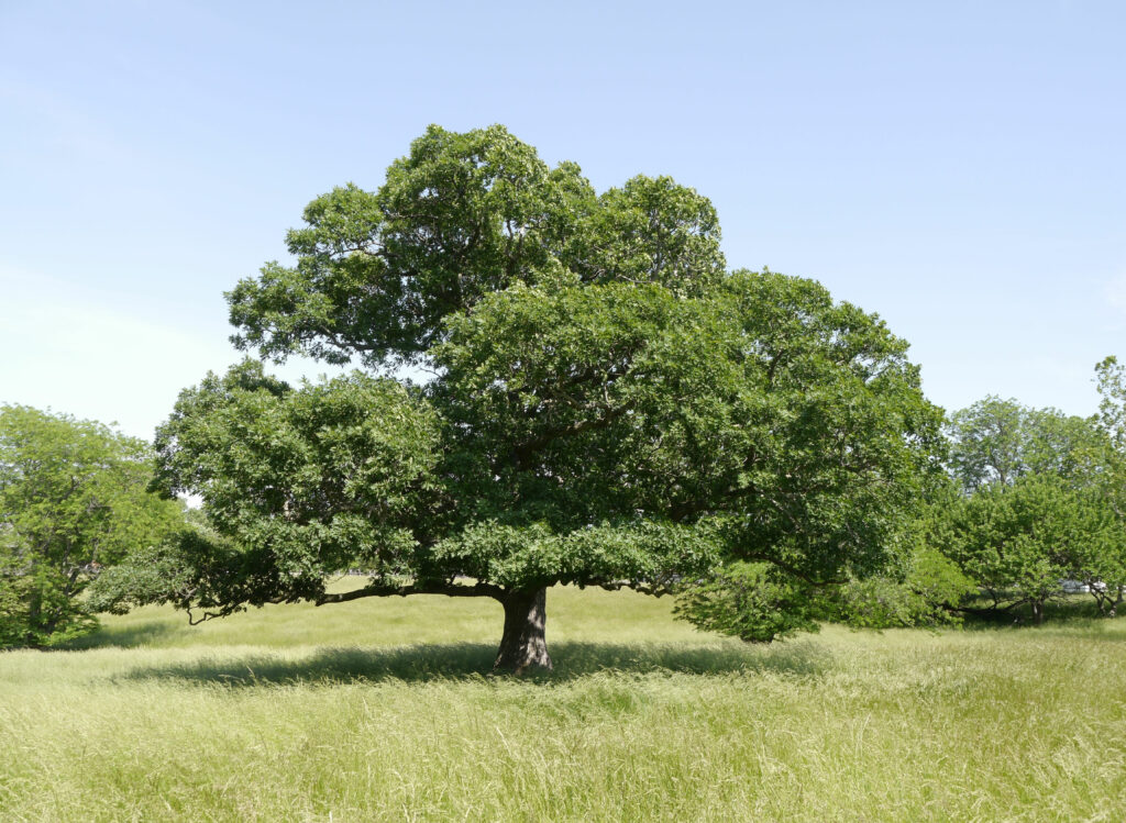 bur-oak-costello-landscaping